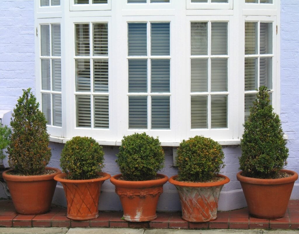row of potted trees